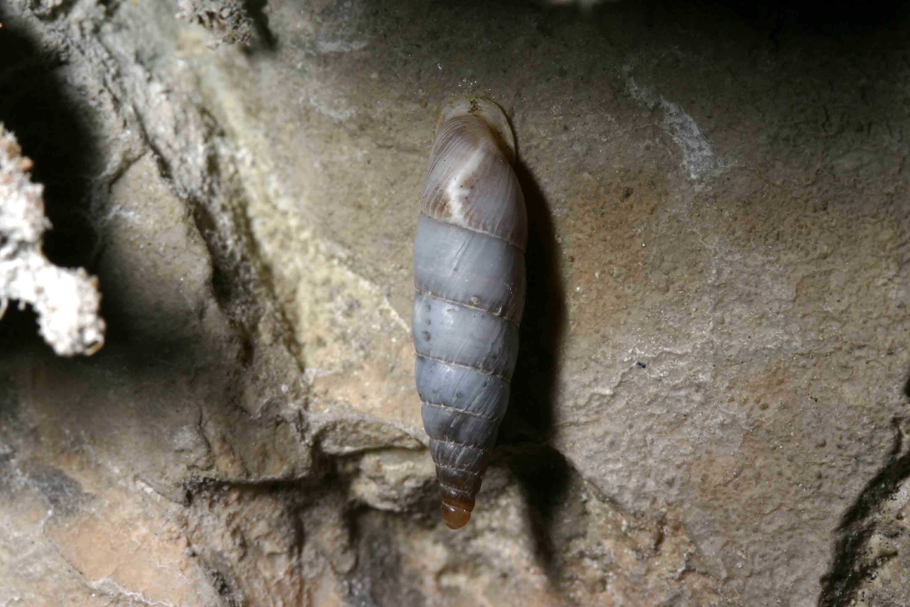 Leucostigma candidescens - Gole del Sagittario